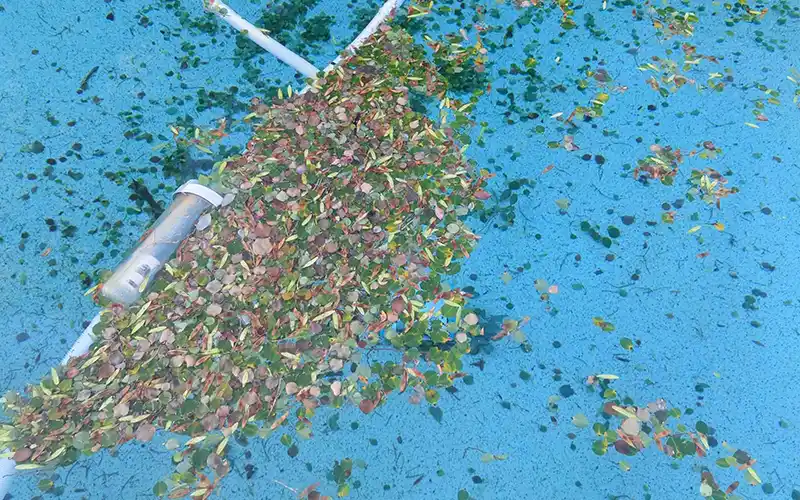 Arizona swimming pool filled with leaves and debris showing when extra pool cleaning is needed