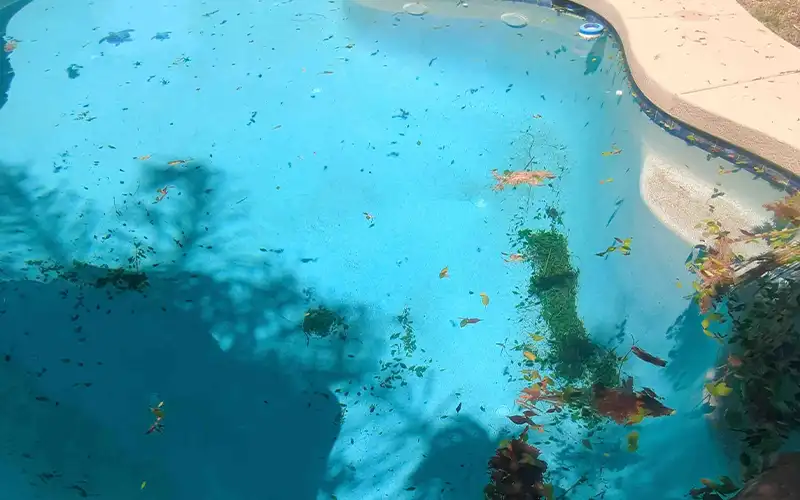 Residential swimming pool with floating leaves and debris on the water surface surrounded by rock features and landscaping