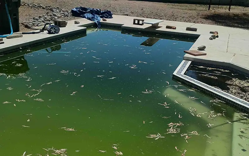 Swimming pool filled with green water, algae, and floating leaves in a residential backyard