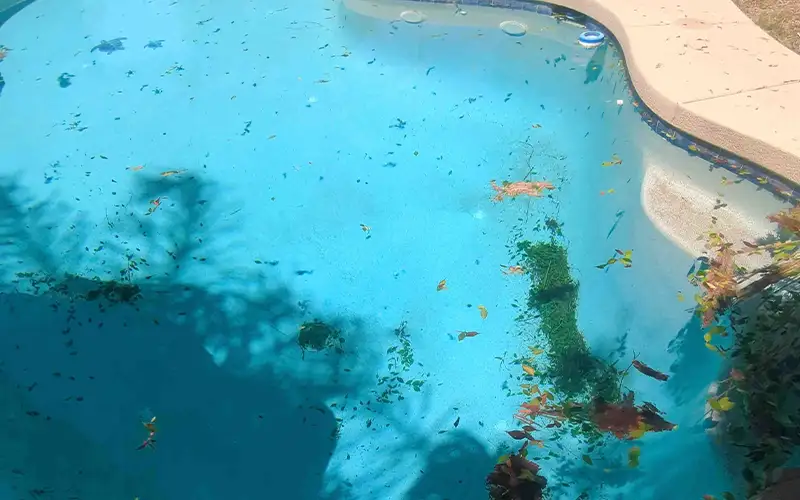 Pool with leaves and debris requiring seasonal cleaning and maintenance in Arizona weather conditions